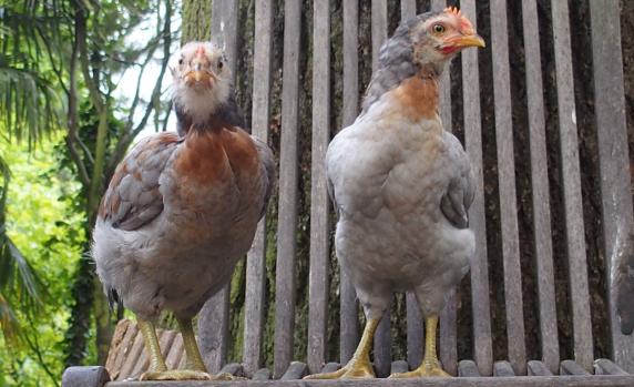 22052015 coquelets araucana faisant les beaux 1