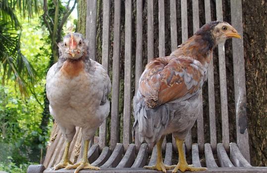 22052015 coquelets araucana faisant les beaux 2