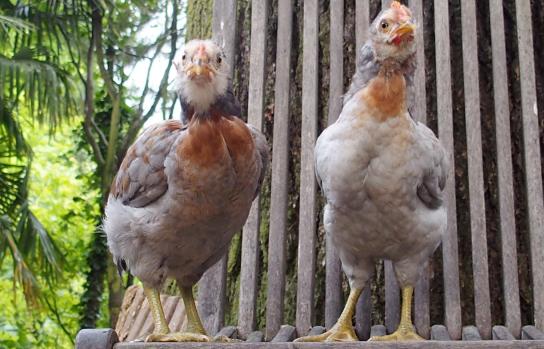 22052015 coquelets araucana faisant les beaux