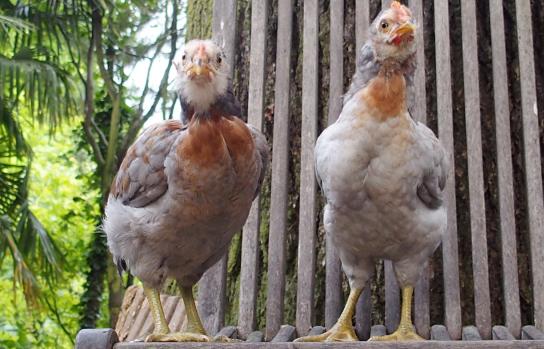 22052015 coquelets araucana faisant les beaux