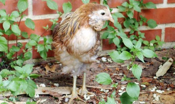 22052015 petite araucana a son arrivee 1