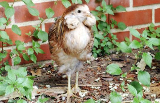 22052015 petite araucana a son arrivee 2