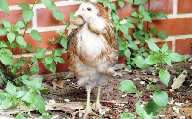 22052015 petite araucana a son arrivee 3