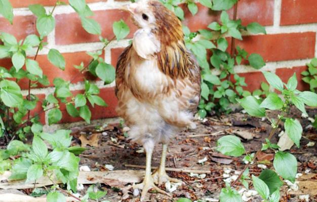 22052015 petite araucana a son arrivee 4