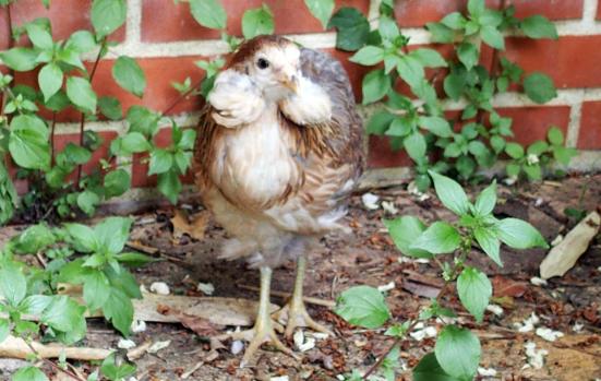 22052015 petite araucana a son arrivee