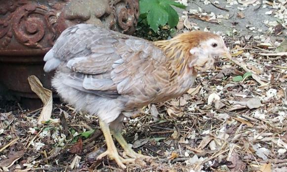 22052015 petite araucana dans les feuilles