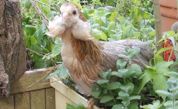 22052015 petite araucana dans pot de fleurs 2