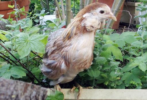 22052015 petite araucana dans pot de fleurs