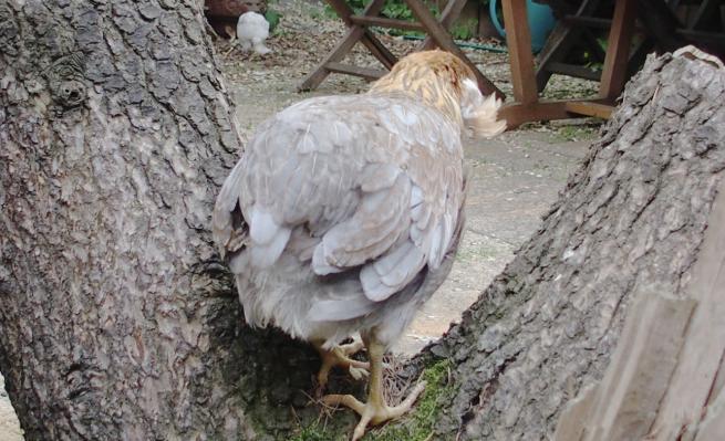 22052015 petite araucana en equilibre 1