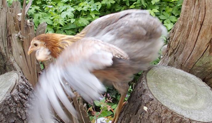 22052015 petite araucana en equilibre