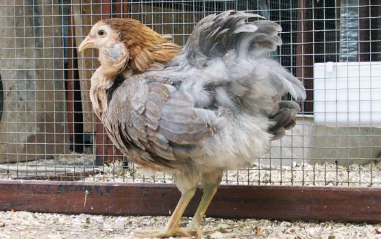 22052015 petite araucana en fin de toilette 2