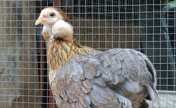 22052015 petite araucana en fin de toilette 3