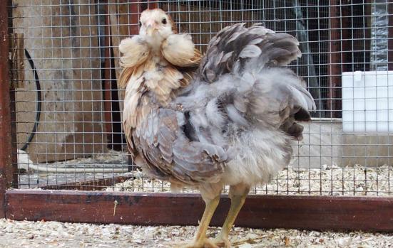 22052015 petite araucana en fin de toilette 4