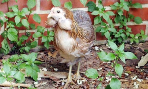 22052015 petite araucana explorant