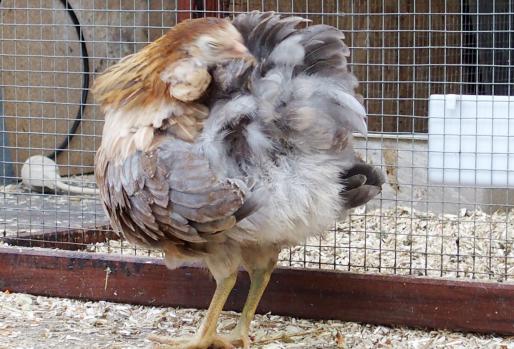 22052015 petite araucana faisant sa toilette 1