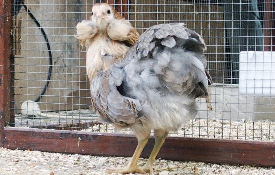 22052015 petite araucana faisant sa toilette 3