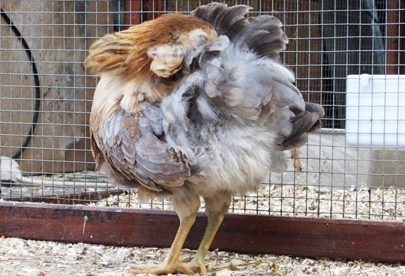 22052015 petite araucana faisant sa toilette 4