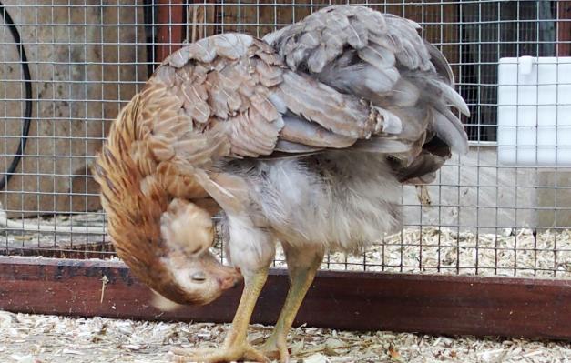 22052015 petite araucana faisant sa toilette 5