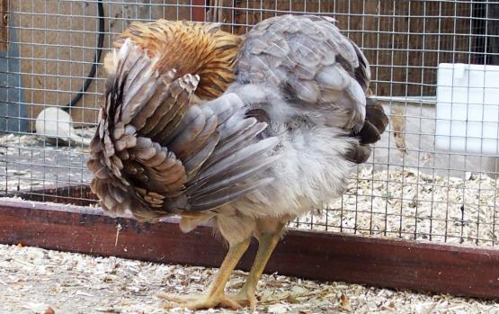 22052015 petite araucana faisant sa toilette