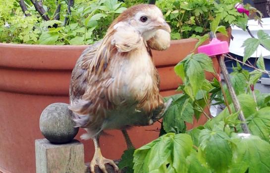 22052015 petite araucana perchee