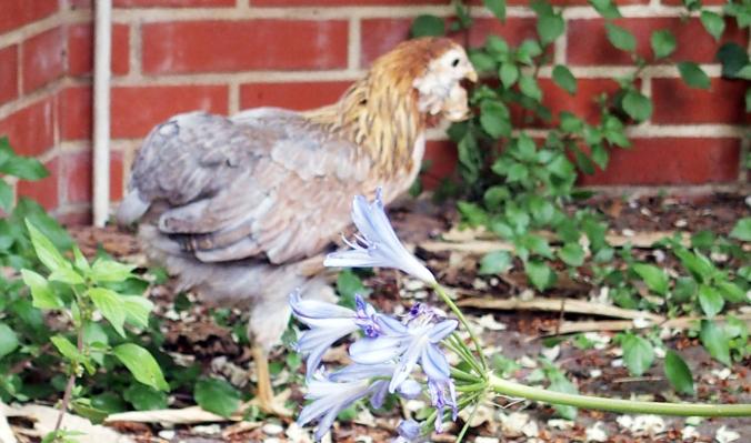 22052015 petite araucana pres pot de fleurs 1