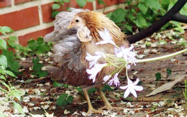 22052015 petite araucana pres pot de fleurs