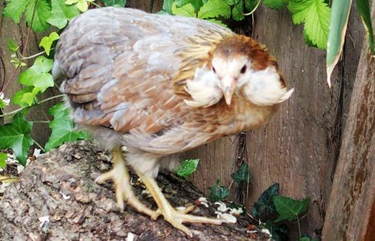 22052015 petite araucana sur buche 1