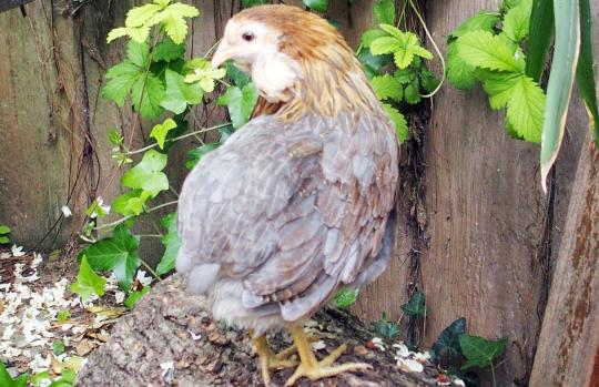 22052015 petite araucana sur buche 2