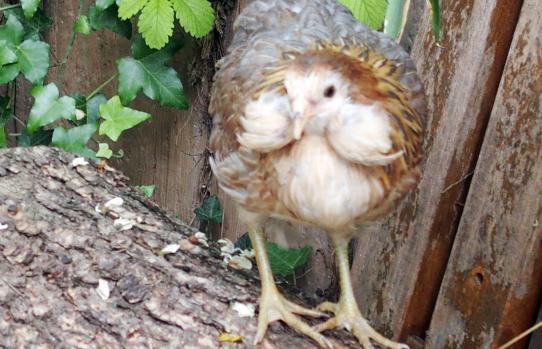 22052015 petite araucana sur buche