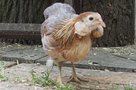 22052015 petite araucana sur la terrasse 1