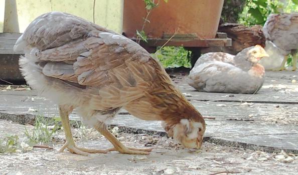 22052015 petite araucana sur la terrasse