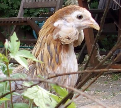 22052015 portrait petite araucana 1