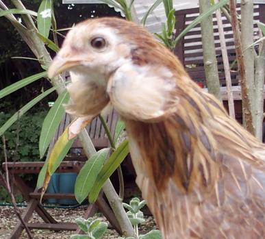 22052015 portrait petite araurana