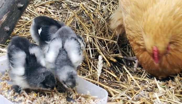 23062015 poussins cochin et orpington 15 jours 1