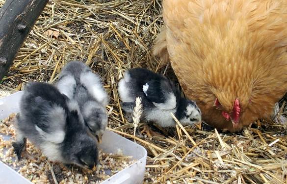 23062015 poussins cochin et orpington 15 jours 2