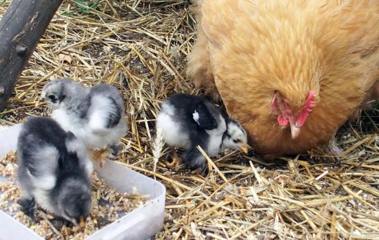 23062015 poussins cochin et orpington 15 jours 3