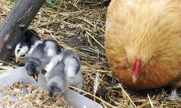 23062015 poussins cochin et orpington 15 jours