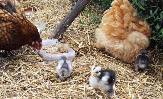 23062015 poussins de mimi a 15 jours