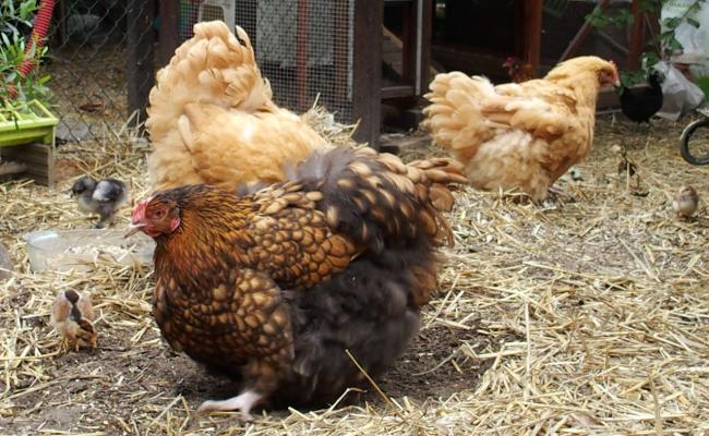 23062015 trois meres poules orpington et leurs poussins 2