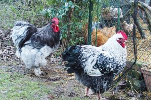 24012014 coqs dehors poules dedans