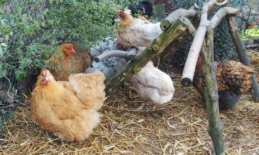 24012014 poules ne sortent pas 1