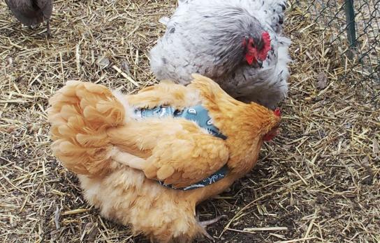 24032015 orpi avec selle 1bis