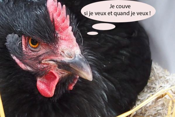 25032015 zoe debut de couvaison 4