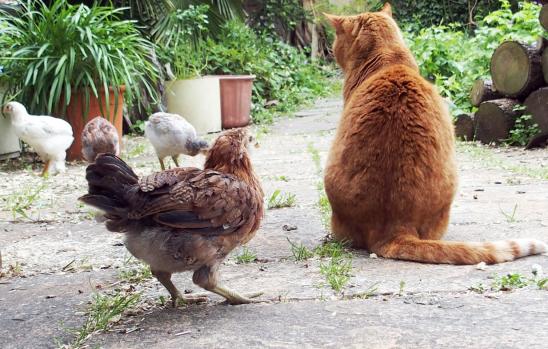 25052015 chatte et poussins araucana sur la terrasse