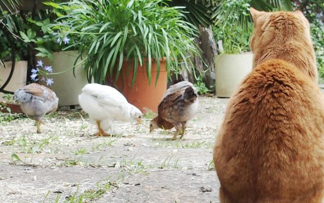 25052015 la chatte garde les poussins 1