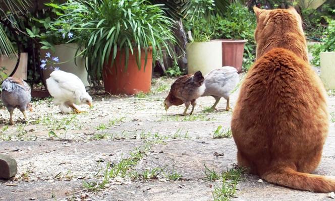 25052015 la chatte garde les poussins