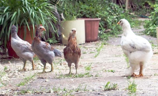 25052015 les 4 poussins sur la terrasse 1