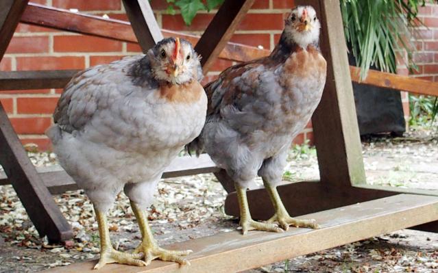 25052015 les coquelets araucana 1