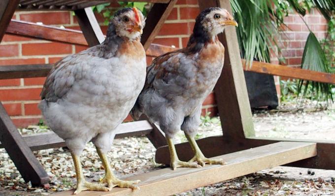 25052015 les coquelets araucana