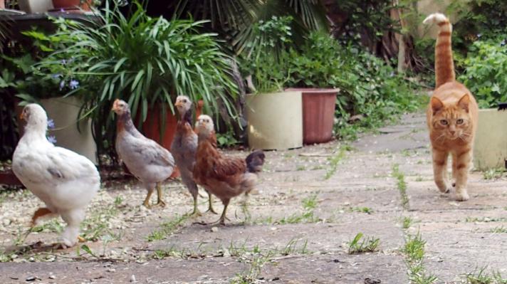 25052015 les poussins et la chatte